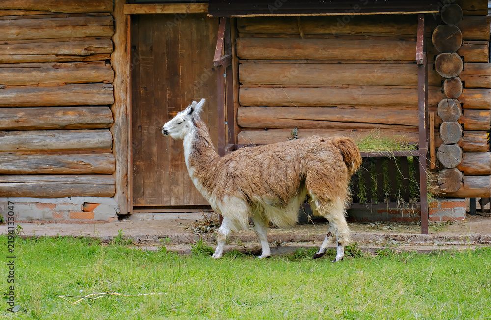 Fototapeta premium Brown and white llama walking on green grass near wooden log barn. Farm animal grazing in pasture by rustic barn. Rural agriculture, livestock breeding and countryside life concept.