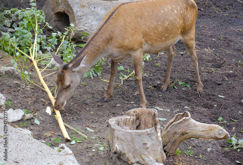 Fotografie A female deer is gnawing on a branch in the enclosure