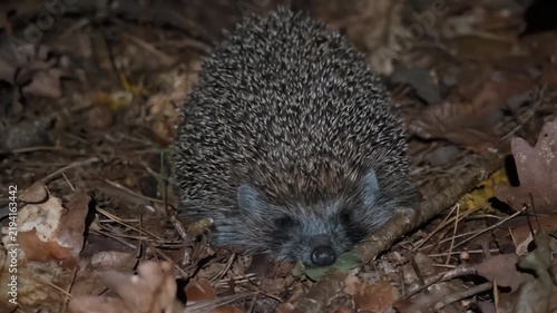 Hedgehog sleeping on autumn leaves at night.