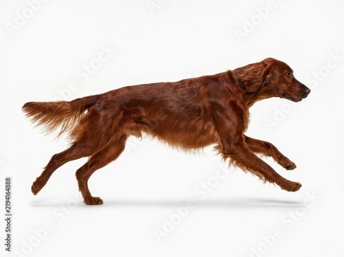 Obraz na płótnie Dynamic Irish Setter in Pure White Studio Background