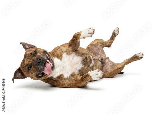Confident Staffordshire Bull Terrier on White Background
