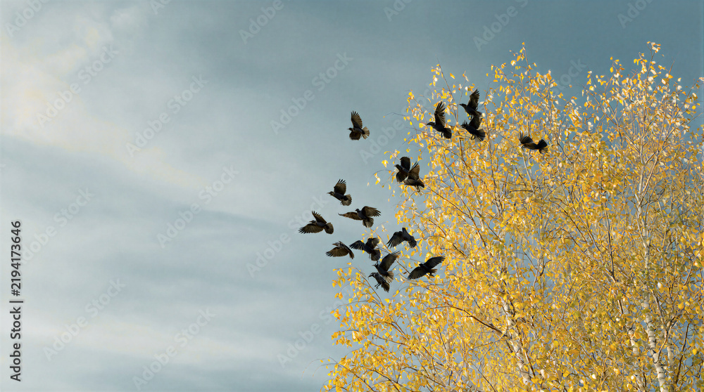 Obraz premium Explosive flight, common ravens taking sudden flight from the golden branches of a massive birch tree during autumn