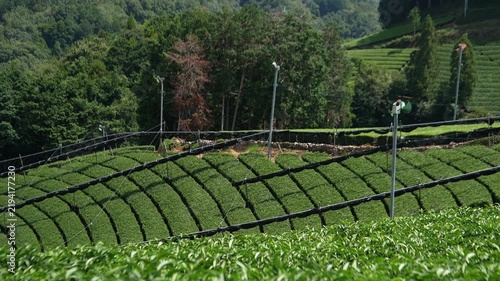 Green tea plantation with neatly trimmed tea bushes growing across a hillside under sunlight, featuring irrigation lines and a natural forest background.