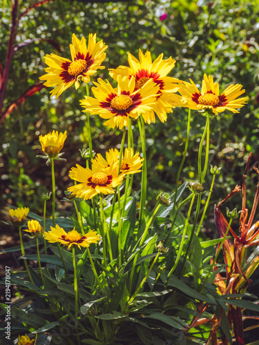 A cluster of Coreopsis Sunkiss flowers ''Coreopsis grandiflora' in full bloom