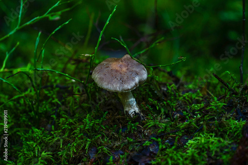 Fotografie mushroom in the grass