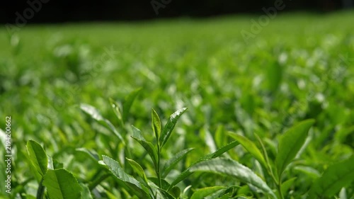 A close-up of fresh green tea shoots growing in a tea plantation.
