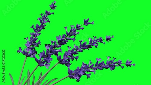 Lavender flowers sway on green screen background with alpha channel pass, 3D render