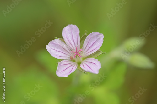 ゲンノショウコの花と開いた雌しべ（フウロソウ科・雌性期・淡紅色の山野草・マクロ撮影）