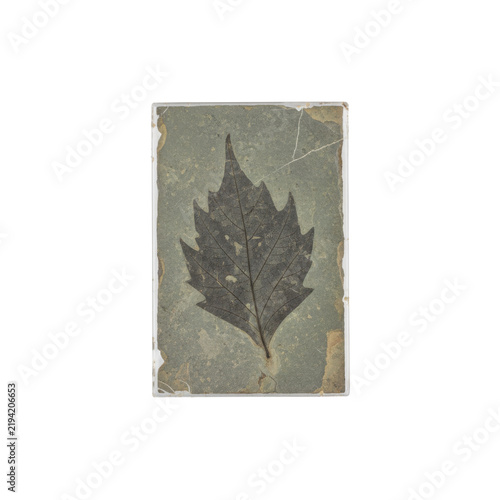 Fossilized Leaf Embedded in Stone Slab