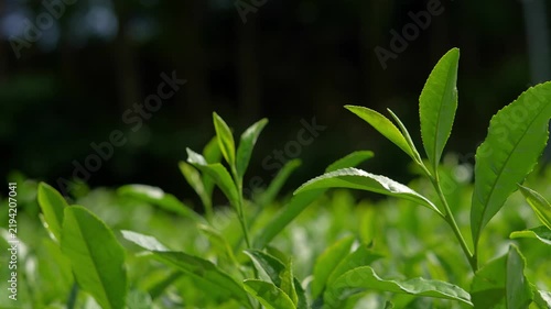 Shift Focus from Foreground to Close-Up of Young Fresh Green Tea Leaves in a tea plantation, highlighting the organic texture and purity of tea agriculture.