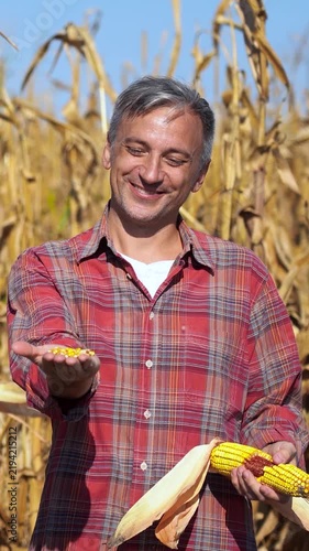 Smiling gray-haired farmer shells corn by hand, then shows yellow kernels to the camera in a sunny cornfield with selective focus and warm autumn colors.