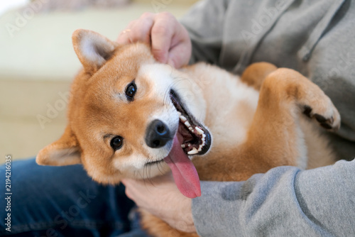 Horizontal close-up of unrecognizable man in grey hoodie massaging playful red Shiba Inu dog lying belly up on his lap. Happy pet with tongue out showing absolute trust and strong human bond.