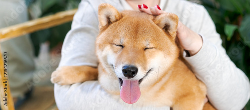 Fotografie Horizontal close-up of unrecognizable owner hand petting a happy red Shiba Inu dog with closed eyes and tongue out