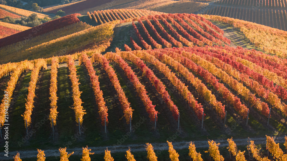 Fototapeta premium Vineyard Rows in Autumn Colors Aerial View - Wide Landscape