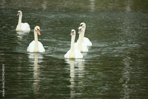 Black Swan and White Swans Swimming Elegantly on Calm Water Surface