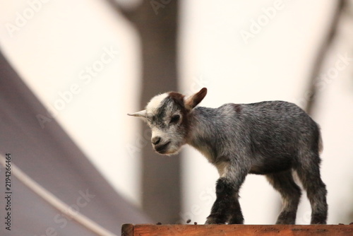 Cute Baby Goats and Young Goat Resting outdoors on Farm