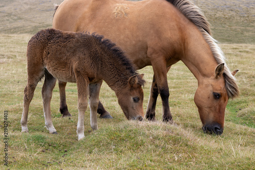 foal and mother, Dartmoor nature reserve, Devon, England