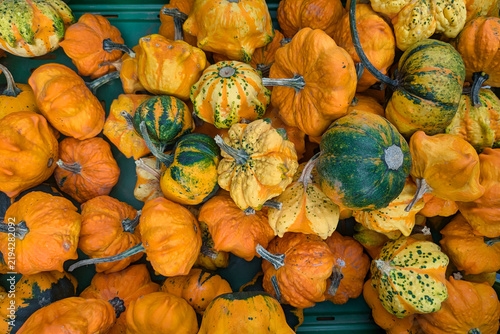 Fotografie Top view of many green and yellow Cucurbita pepo ‘Pear Bicolor’ decorative gourd
