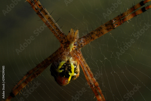 Macro Photography of Lynx Spider on Leaf and Argiope Spider on Web