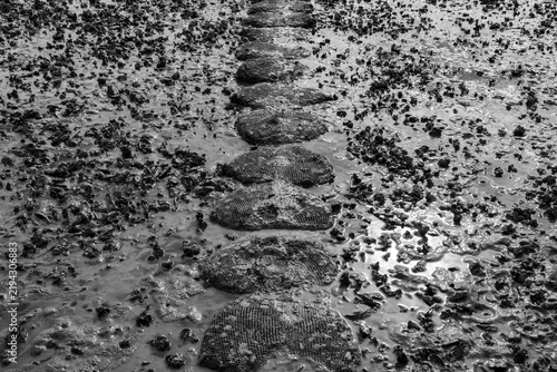 Fotografía Seashells on a Muddy Tidal Flat Path