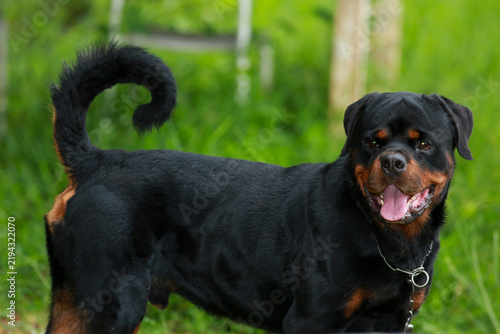 Purebred Black Rottweiler Dog Standing Outdoors in Green Lawn Garden