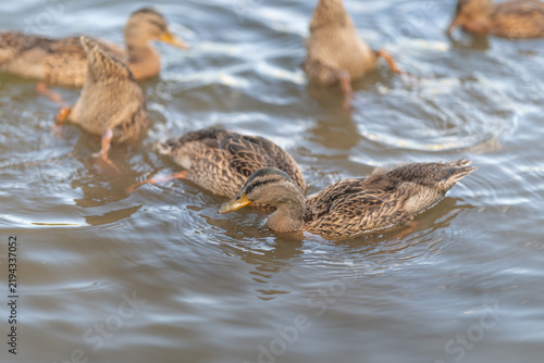 Obraz na płótnie Group of brown ducks feeding together in shallow water under soft daylight