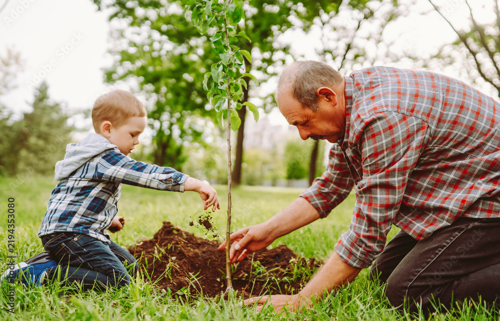 Obraz premium Young boy and his grandfather are planting young tree in sunny garden. Child and adult are holding tree trunk, spending time together outdoors. Concept of ecology, gardening, and childhood.