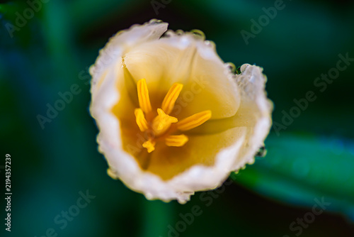 Botanical Macro Series : Soft white tulip reveals striking yellow stamens covered with morning dew drops.
