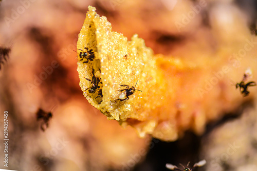 Natural Macro Series : Bees work diligently on the detailed golden honeycomb structure to process sweet nectar.