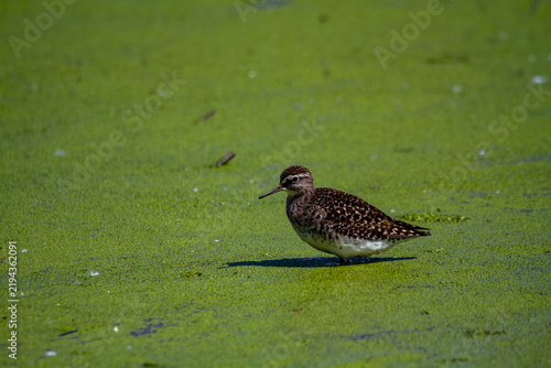 Фотография shorebirds, marshes and ponds, Europe, migratory birds