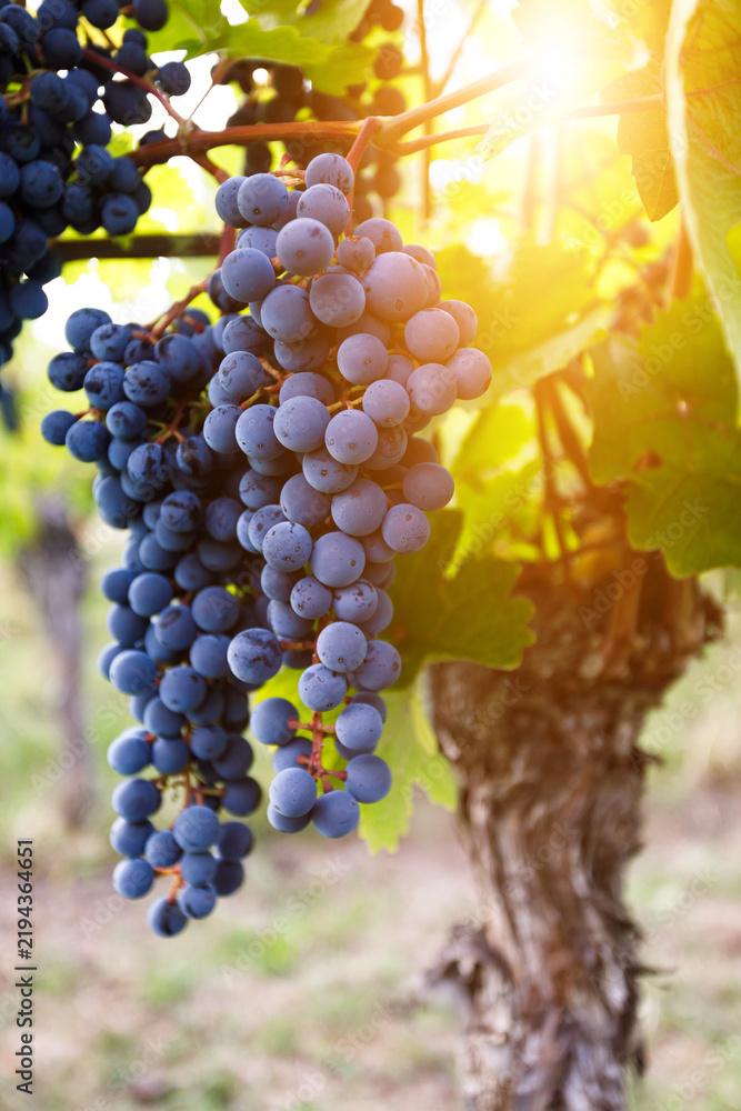 Obraz premium Grapes hanging on grapevine in vineyard ready for autumn harvest and wine making