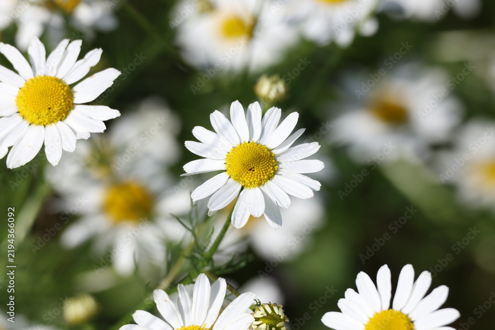 Obraz premium Matricaria chamomilla flowering naturally across a sunny summer field