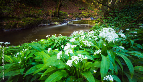 Naklejka Wild garlic flowers