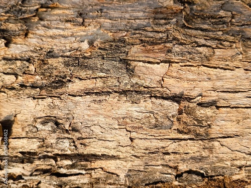 Teak wood bark texture showing rough weathered surface with deep ridges and natural fiber pattern in macro view.