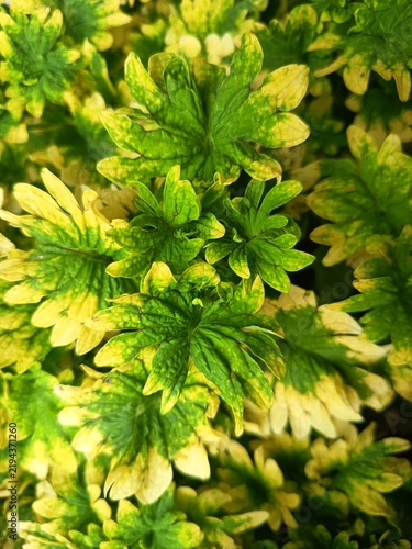 Variegated coleus plant leaves Coleus scutellarioides displaying yellow and green foliage texture in flat lay view.