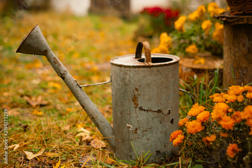 Fotografie Vintage rusted metal watering can standing next to bright yellow flowers in fall