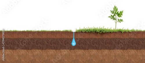 Illustration showing water absorption from soil to nourish a young tree above ground.