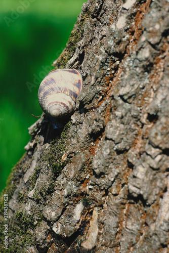 Bild auf Leinwand A banded snail clings to the deeply furrowed bark of a tree