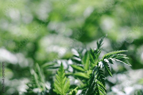 Fotografía Pinnate leaves unfold in a loose cascade of spring green