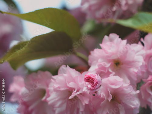 Fotografía Ruffled pink blossoms nestled beneath a broad sweep of bronze cherry leaves
