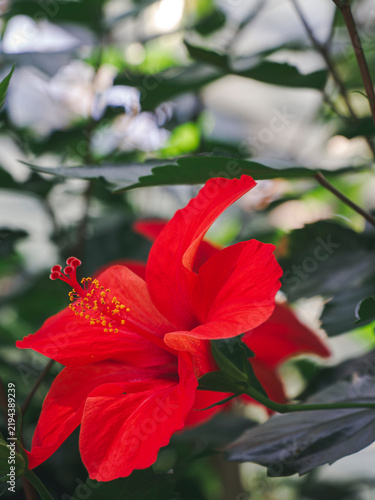 Принти на полотні Seen from the side, a scarlet hibiscus reveals sweeping petals and a projecting