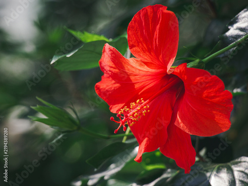 Fotografie A red hibiscus unfurls in ripples of scarlet silk