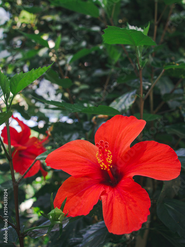 Foto Red hibiscus displayed among branching stems and glossy tropical leaves