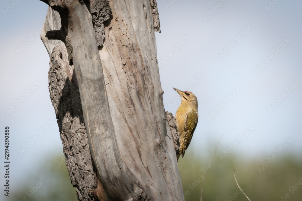 Fototapeta premium Grey-headed Woodpecker on Deadwood – Native Woodpecker Foraging on Dead Tree (Picus canus)