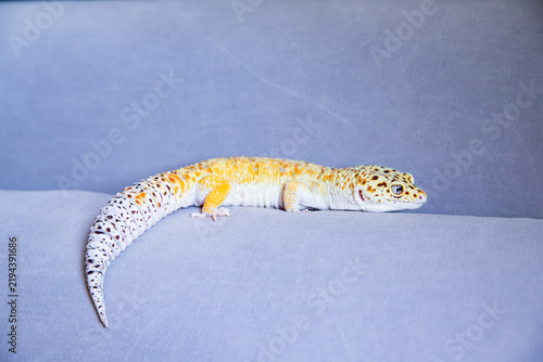 Konstfotografi Exotic animal: a leopard gecko on a gray background