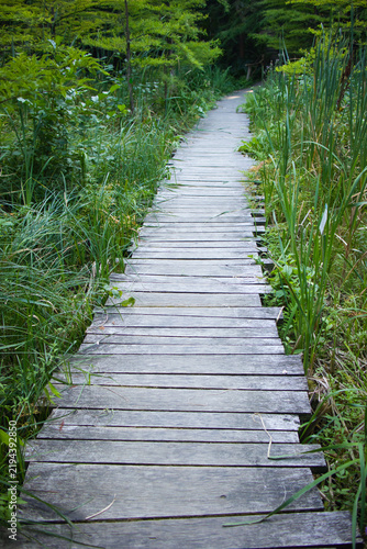 Weathered planks form a quiet path through tall green grass