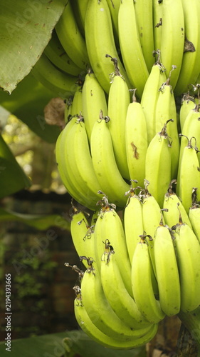 Foto Natural Organic Tropical Agriculture Concept Green Bananas Bunch