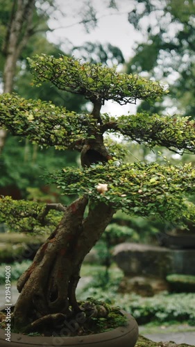 Chengdu, Sichuan, China. Garden Area Of Wuhou Memorial Temple. Ornamental Giant Bonsai Tree. Bamboo Bushes On Background. Many Sorts Of Bonsai Wide Spread Of Cypresses, Willows, Ginkgo And Bamboos