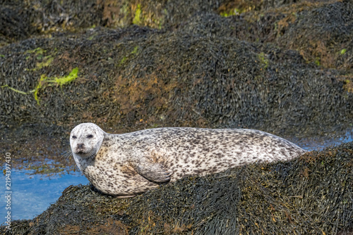 Cuadro en lienzo Common Seal, Acairseid Mhor bay, Eriskay, Outer Hebrides, Scotland