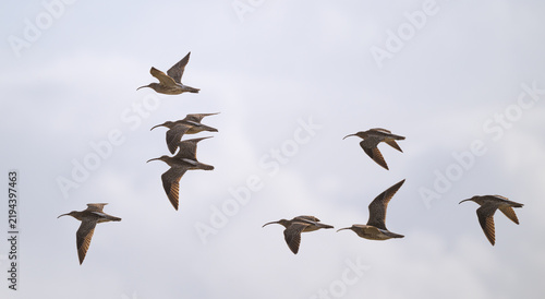 Curlew in flight, South Uist, Outer Hebrides, Scotland